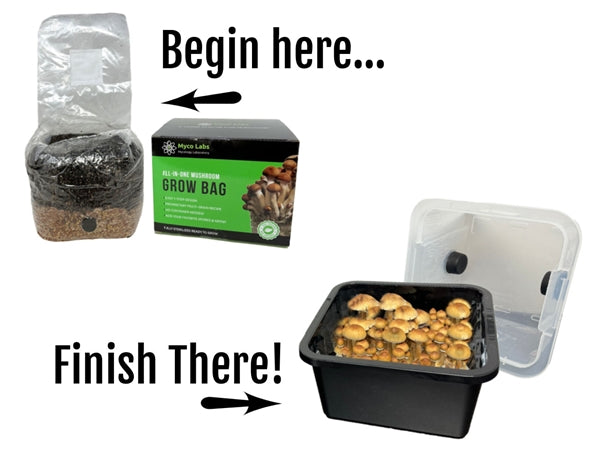 Midwest Grow Kits All-in-One Mushroom Monotub Starter Kit (6 LBS) - Easy Home Mushroom Cultivation for Beginners | Perfect for Gourmet Cooking & Medicinal Use