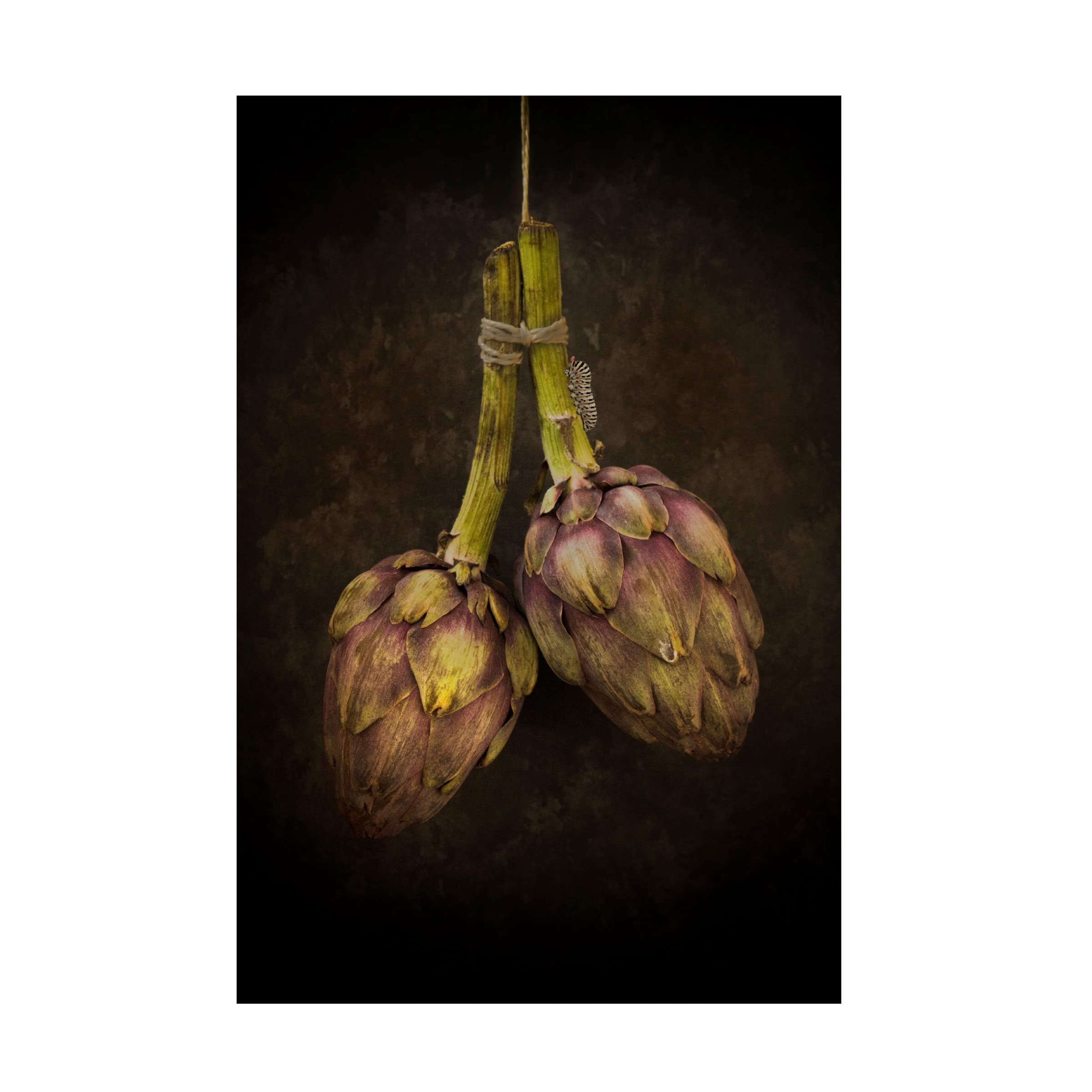Trademark Fine Art 'Artichoke' Canvas Wall Art Print by Alida Van Zaane - Modern Home Decor for Living Room, Bedroom & Office