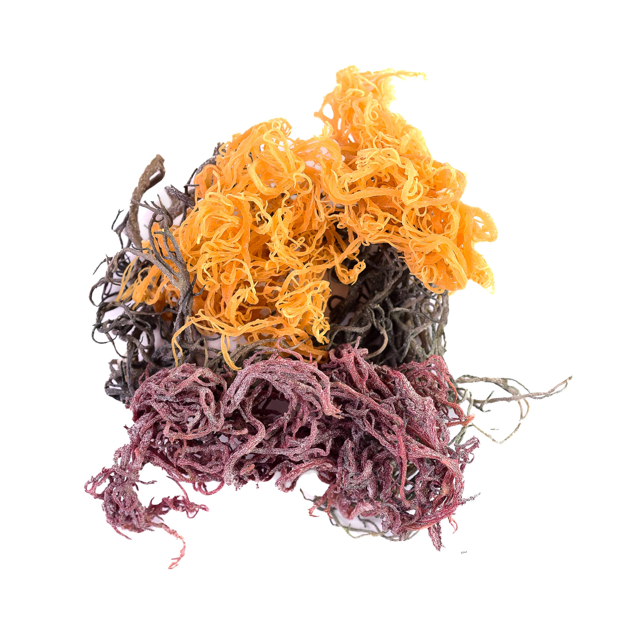 Organic Sea Moss Supplement - Full Spectrum Irish Moss with 92 Essential Minerals for Immune Support & Gut Health - Perfect for Smoothies, Teas, and Wellness Routines
