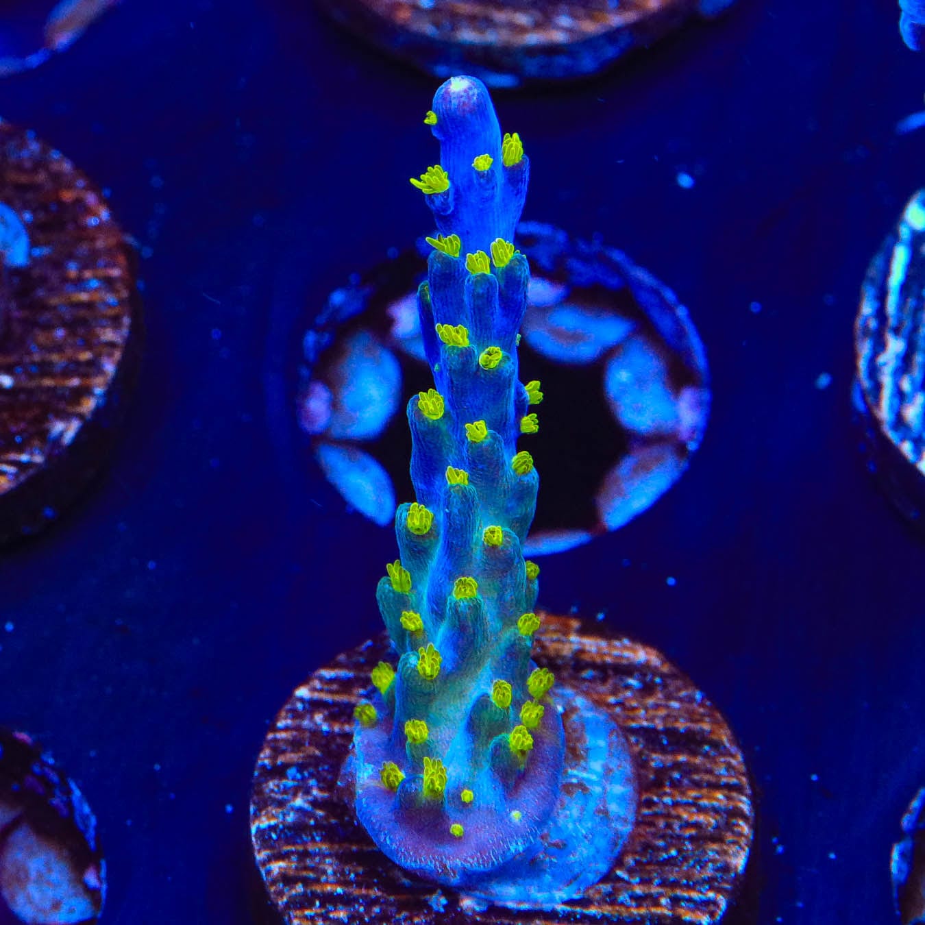 Premium Garf Bonsai Acropora Coral for Saltwater Aquariums - Vibrant Live Coral for Reef Tanks & Marine Aquascaping | Perfect for Beginners & Expert Hobbyists