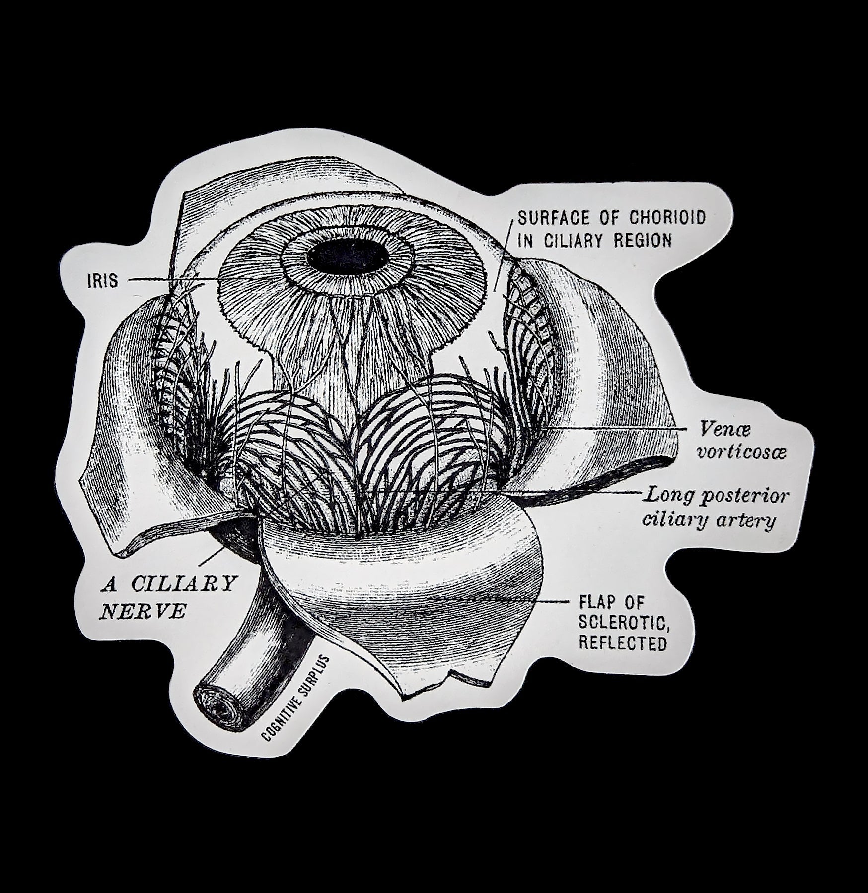 Human Eye Anatomy Sticker - Detailed Educational Label for Science Class, Medical Study & Nursing Students - Perfect for Notebooks, Textbooks & Learning Materials