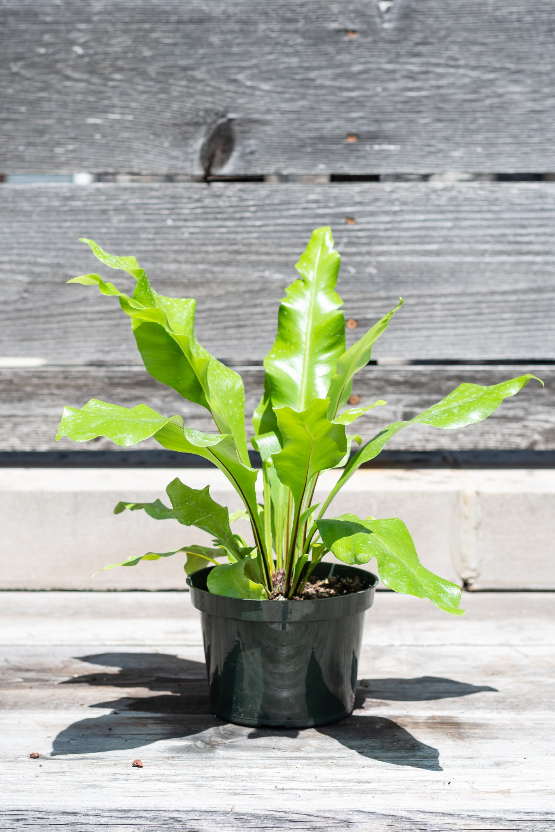 Asplenium Nidus Bird's Nest Fern - 6 Inch Live Indoor House Plant for Home & Office Decor | Perfect for Living Room, Bathroom, and Low Light Spaces