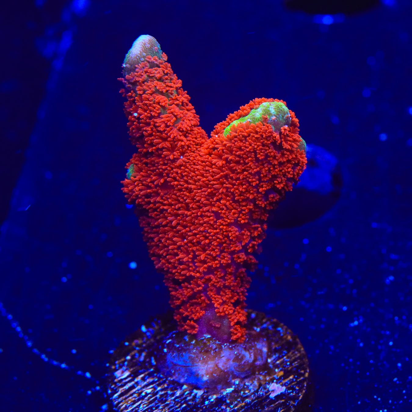 Premium Forest Fire Digitata Montipora Coral for Saltwater Aquariums - Vibrant Red & Orange SPS Coral for Reef Tanks, Coral Frags, and Marine Aquascaping