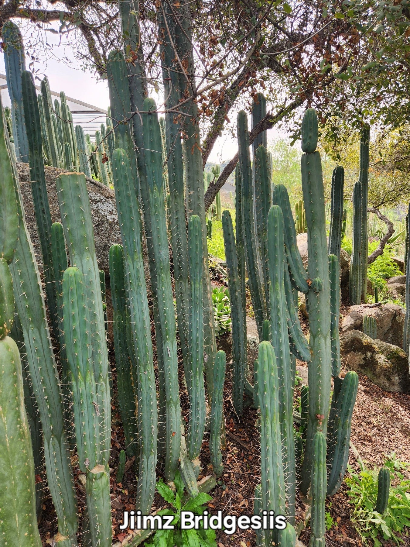 EC26 EXACT Trichocereus Bridgesii Jiimz Cactus Cuttings - Various Sizes for Home Garden, Landscaping & Succulent Collections