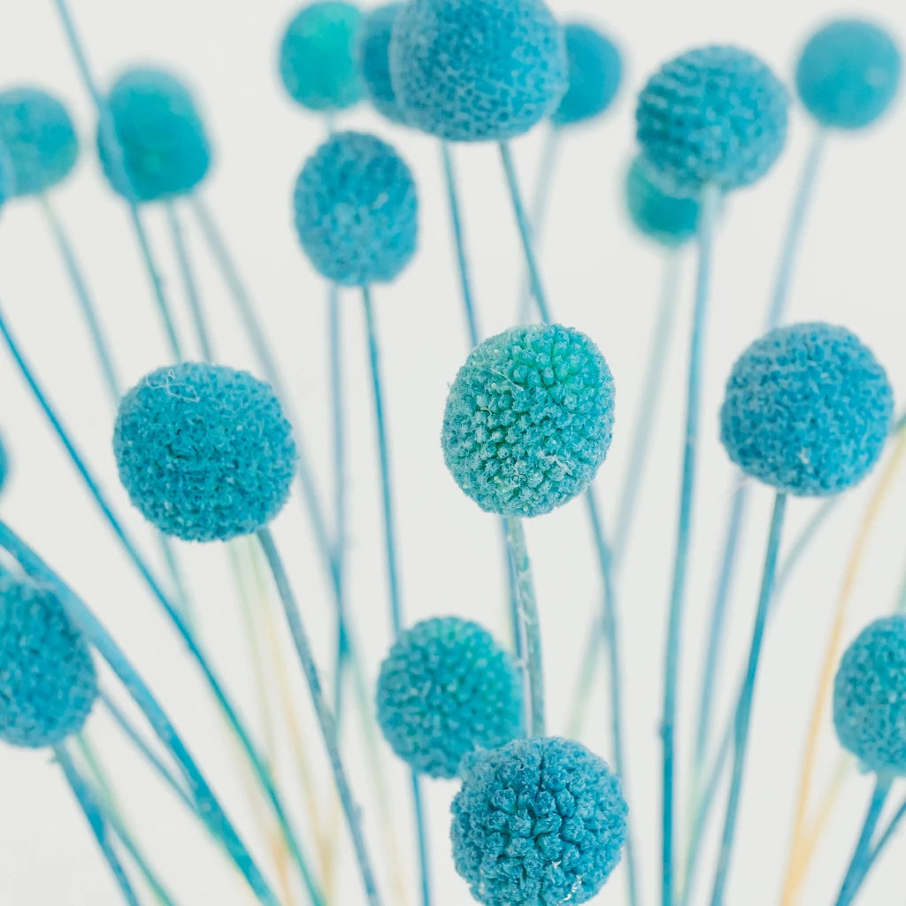 Baby Blue Dried Craspedia Billy Balls | Natural Floral Decor for Weddings, Home & DIY Crafts | Perfect for Bouquets, Centerpieces & Gift Wrapping