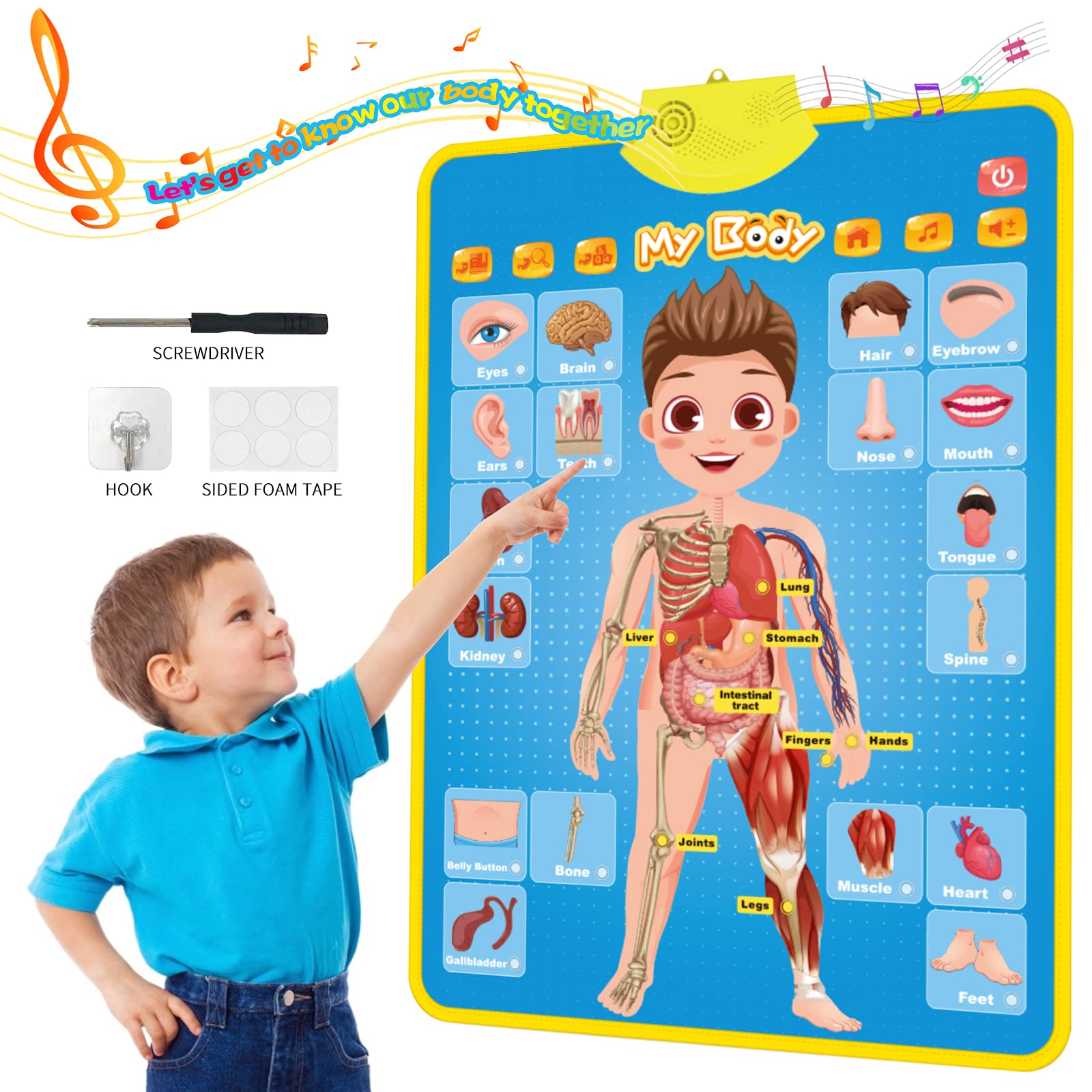 Interactive Human Body Learning Poster for Kids - 16
