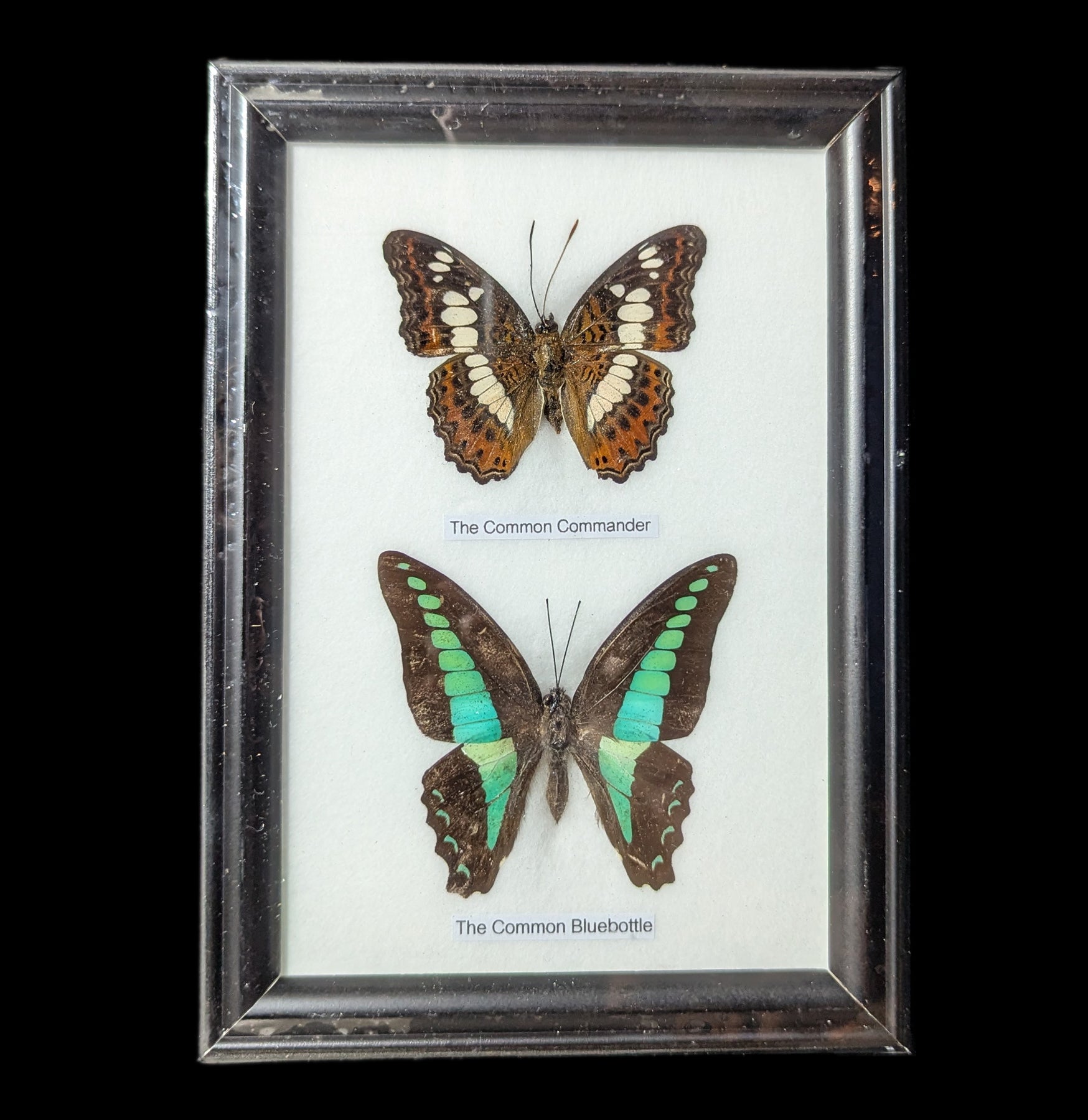 Framed Butterflies Display - Two Riker Mounted Specimens for Home Decor, Gifts & Entomology Collections | Perfect for Wall Art, Science Classrooms & Nature Lovers