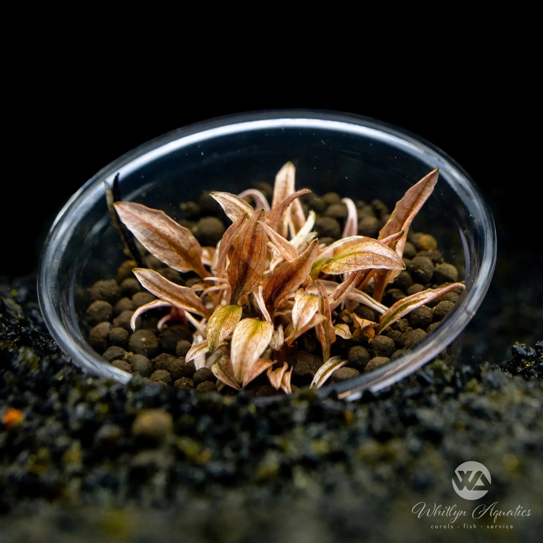 Cryptocoryne Wendtii Pink Flamingo Live Aquarium Plant - Easy Low Light Freshwater Aquatic Plant for Fish Tanks, Aquascaping & Planted Aquariums