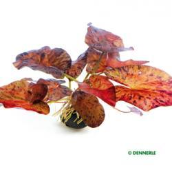Dennerle Nymphaea Lotus Red Bulb - Premium Aquatic Plant for Freshwater Aquariums & Fish Tanks - Perfect for Aquascaping and Natural Habitat Decoration