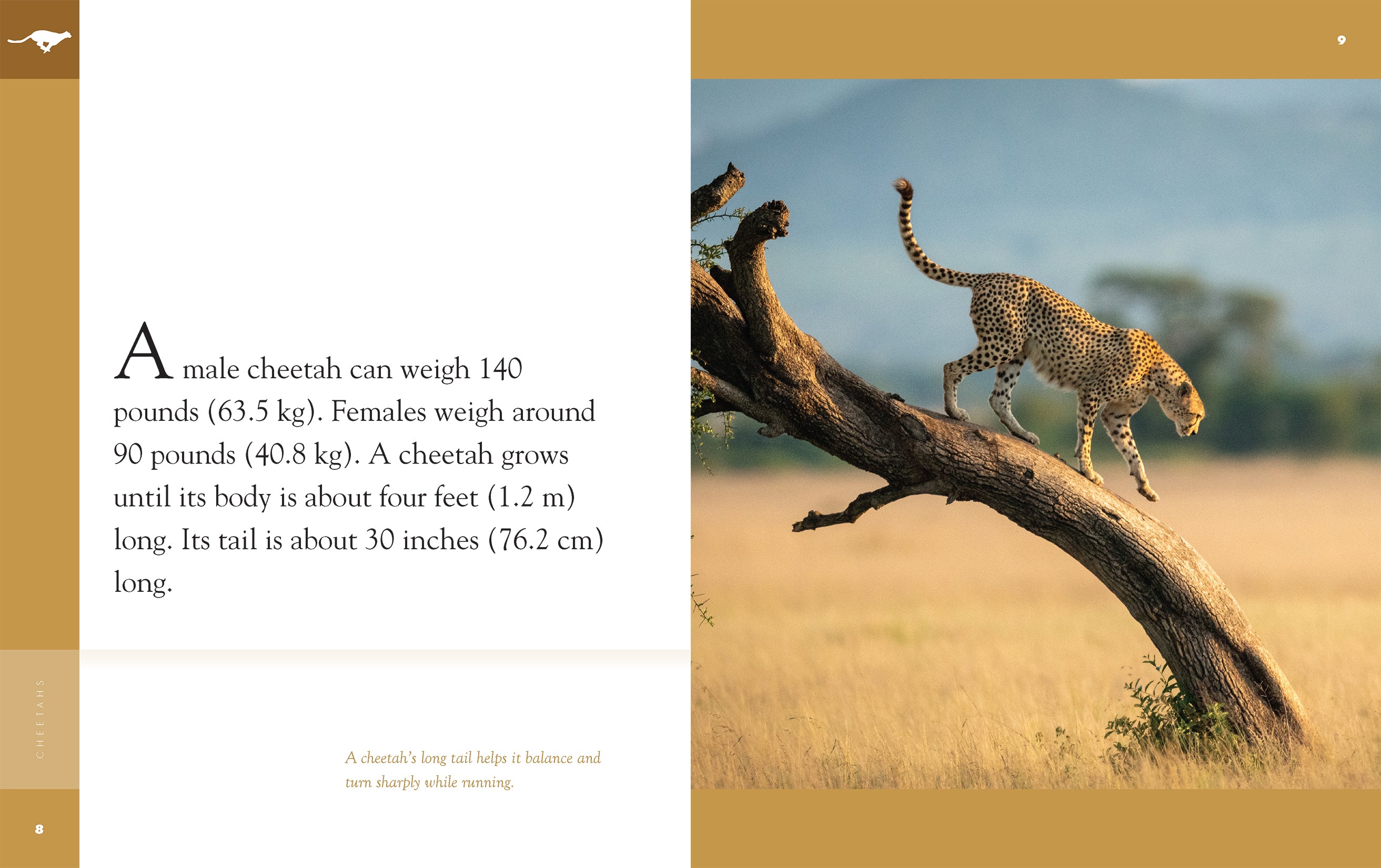 Cheetahs Book 9781640263789 - Wildlife Education & Animal Facts for Kids, Perfect for School Projects & Nature Lovers