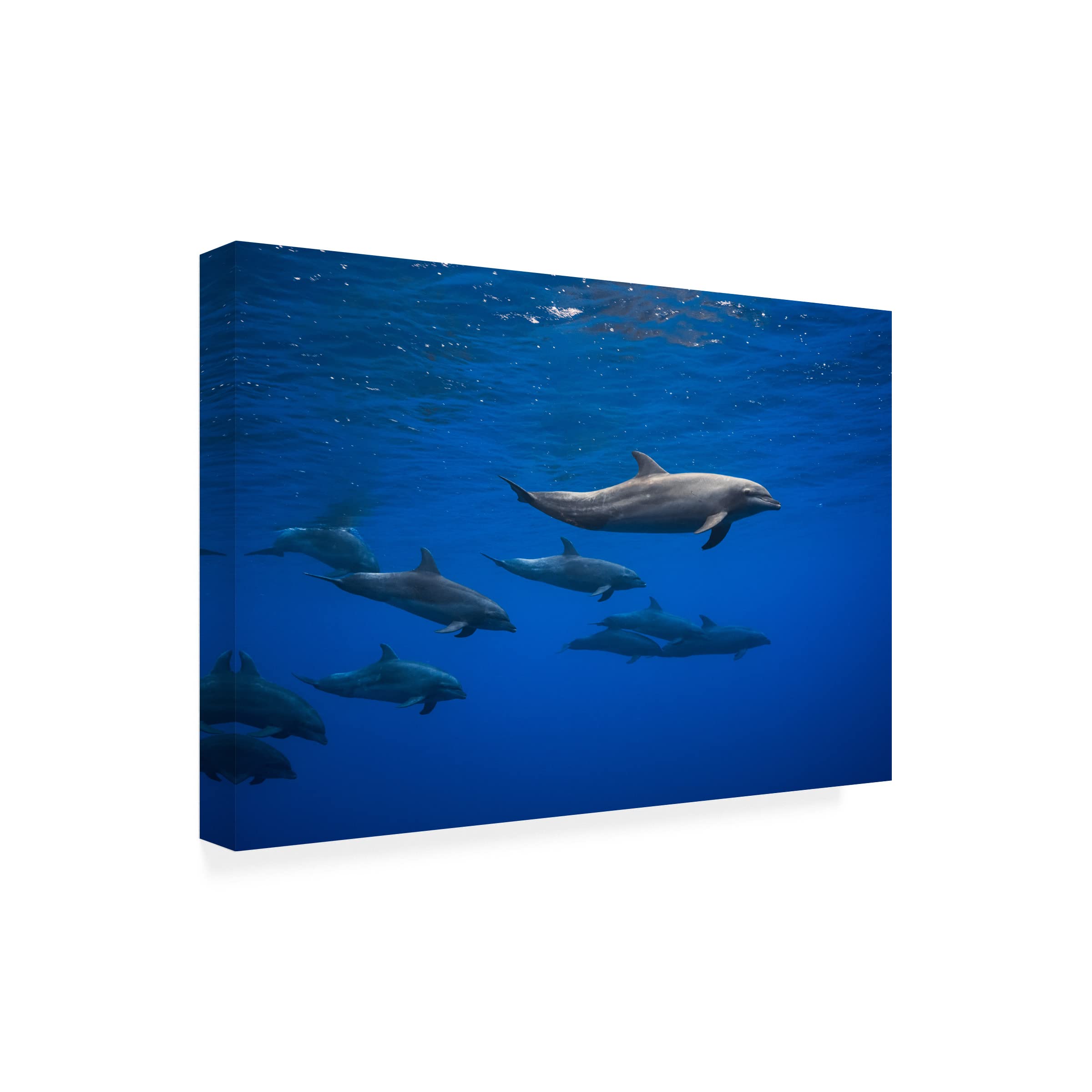 Trademark Fine Art 'Dolphins' Canvas Wall Art by Barathieu Gabriel - Stunning Ocean Wildlife Painting for Living Room, Bedroom & Office Decor