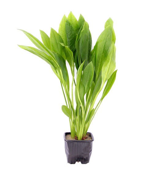 Dennerle Echinodorus grisebachii 'Bleherae' XL - Large Amazon Sword Plant for Aquariums | Perfect for Freshwater Fish Tanks & Aquatic Plant Landscaping