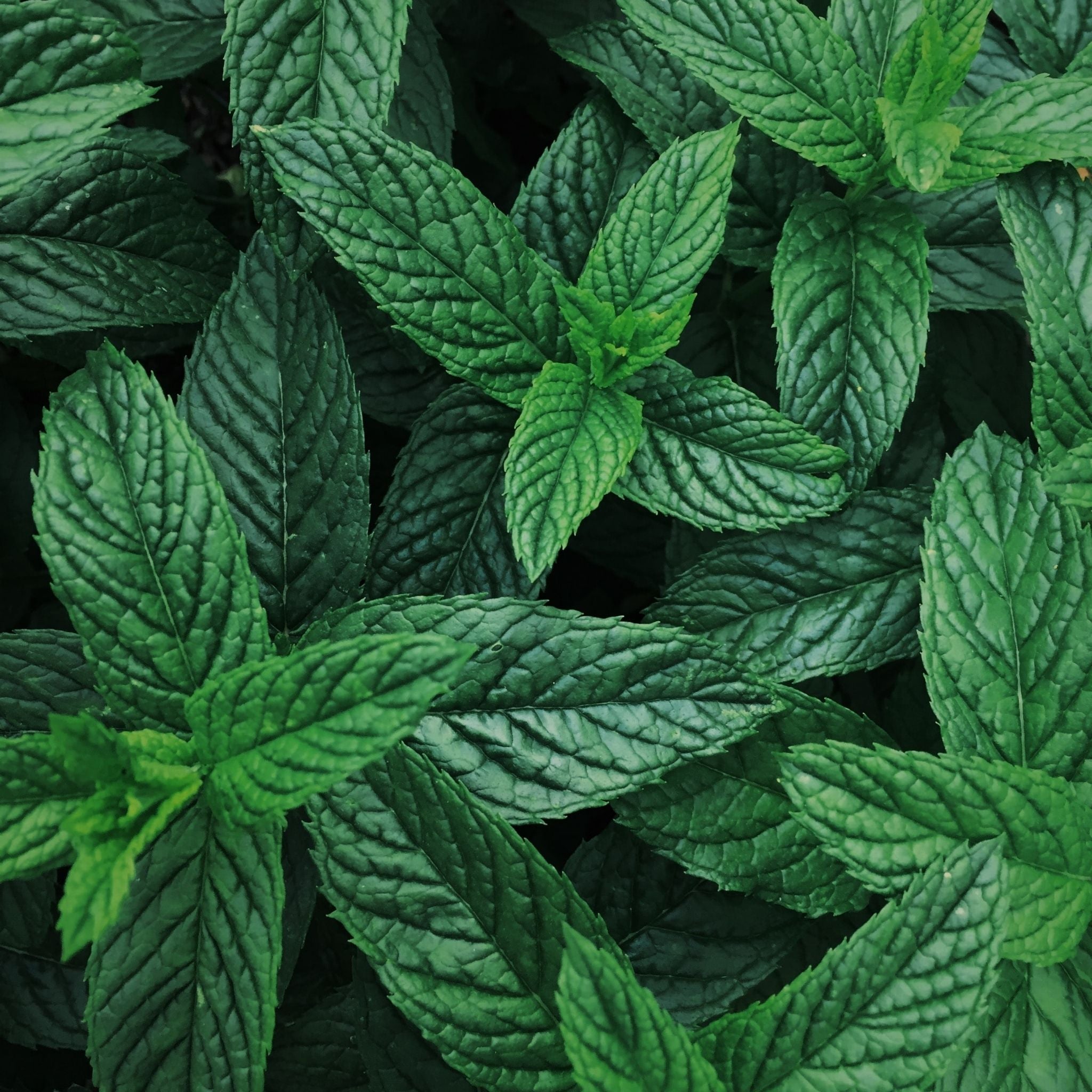 Pure Japanese Peppermint Essential Oil - 100% Natural, Therapeutic Grade for Aromatherapy, Stress Relief & Skin Care | Perfect for Diffusers, Massage & DIY Beauty Products