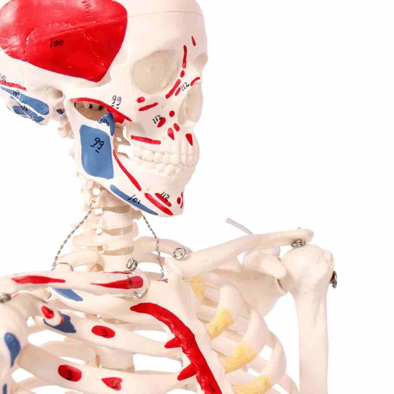 1/2 Life Size Muscular Skeleton Model - 85cm Anatomical Muscle Figure with Numbered Details | Perfect for Medical Education, Classroom Demonstrations & Science Labs
