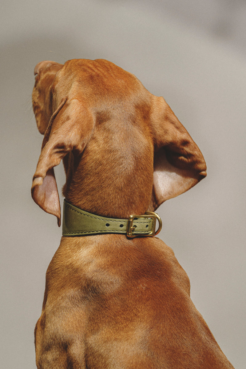 Premium Dog Collar - Herring Green Color, Adjustable & Durable Pet Collar for Small Medium Large Dogs - Perfect for Walks, Training & Outdoor Adventures