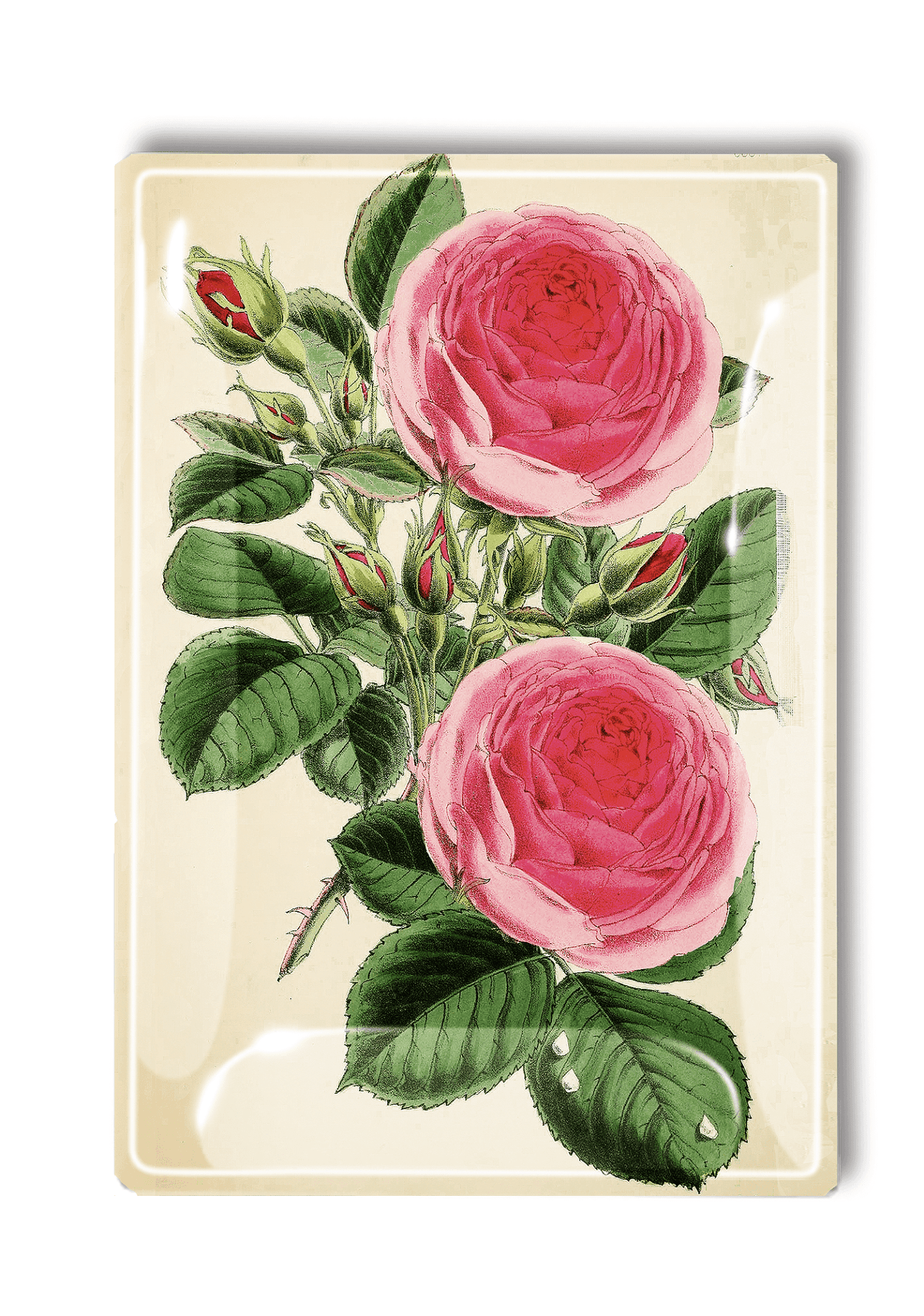 Elegant Middleton Pink Rose Decoupage Glass Serving Tray - Perfect for Afternoon Tea, Bridal Showers & Home Decor