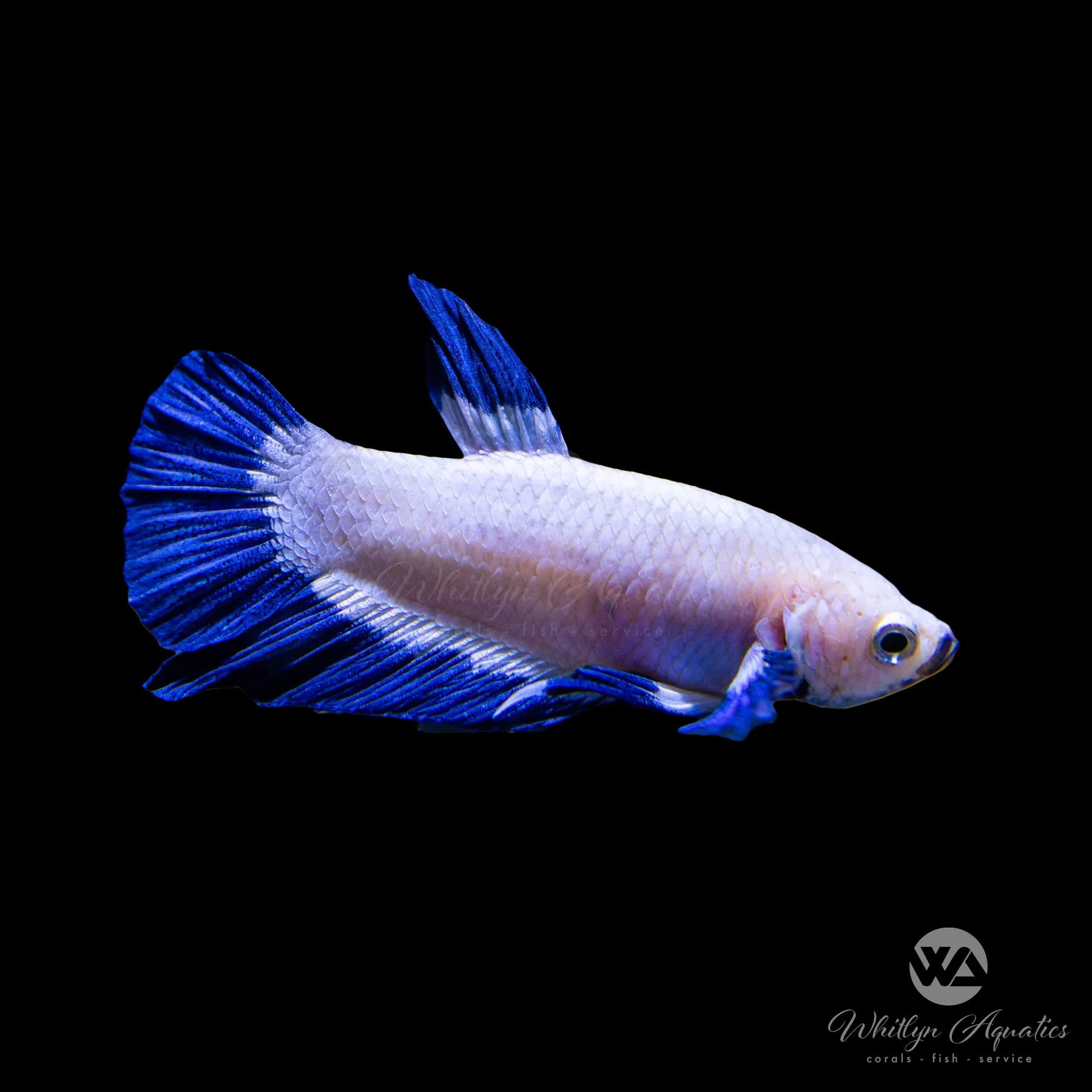 Premium Blue Rim Plakat Male Betta Fish - Vibrant Colors & Long Fins - Perfect for Aquariums, Fish Tanks & Home Decor