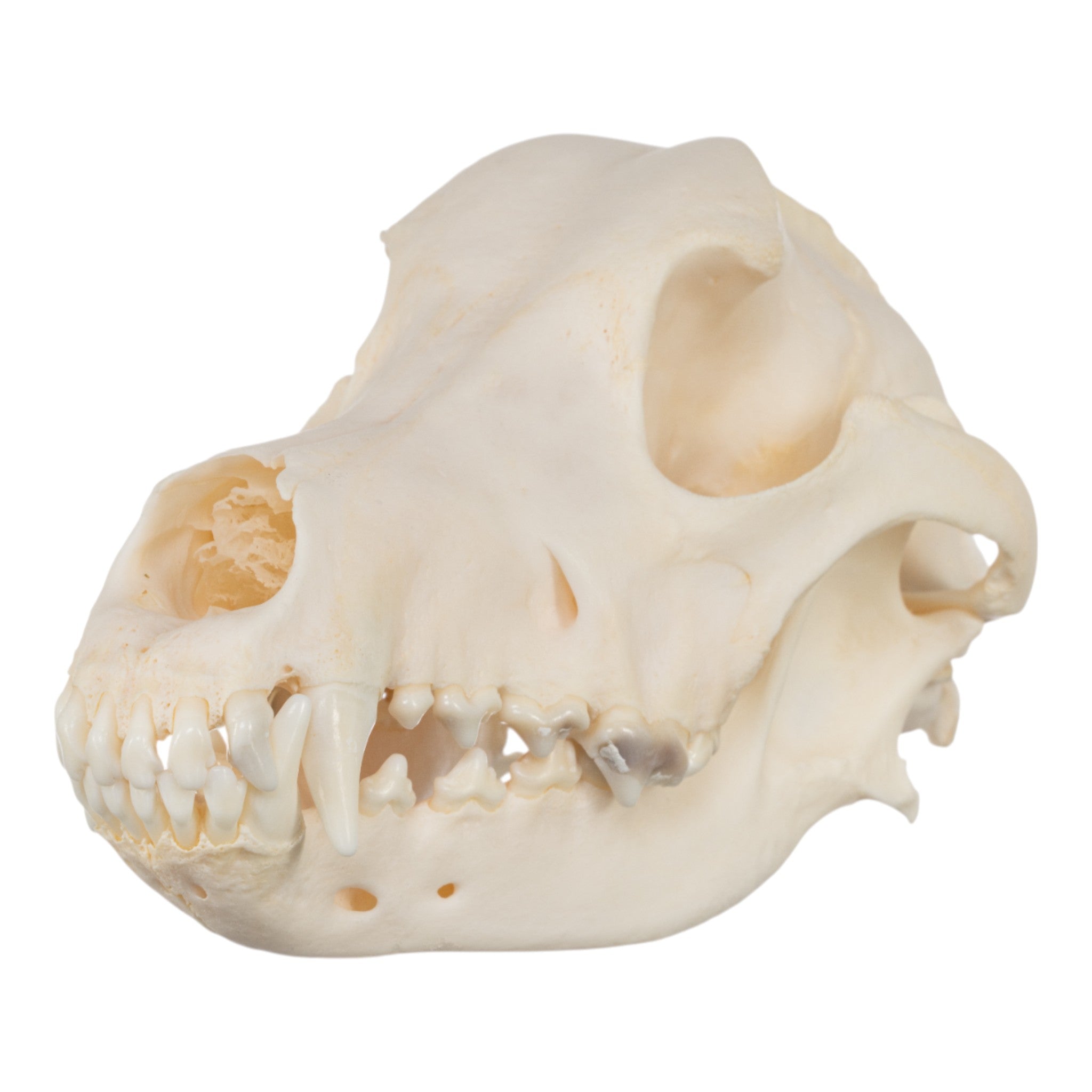 Authentic Wirehaired Pointing Griffon Dog Skull - Real Domestic Canine Specimen for Taxidermy, Veterinary Study & Gothic Home Decor