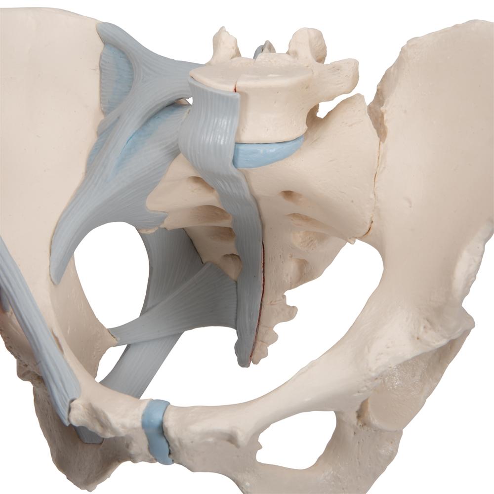 3-Part Female Pelvis Model with Ligaments - Anatomical Study, Medical Education & Physical Therapy Training Tool - Perfect for Students, Doctors & Healthcare Professionals