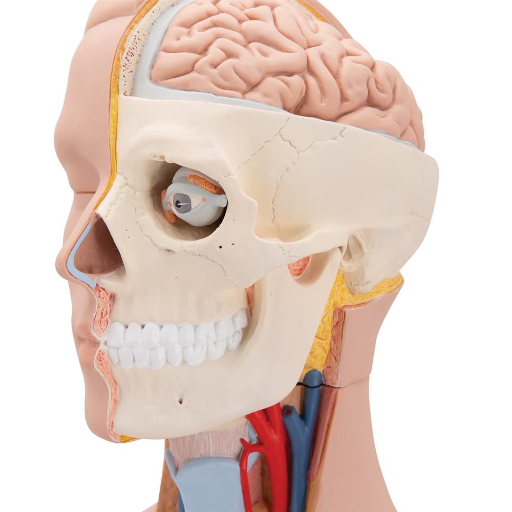 Unisex Anatomical Torso Model with Half Skull Head - 12-Piece Detachable Human Body Anatomy for Medical Students & Artists | Perfect for Classroom Study, Art Reference & Science Education