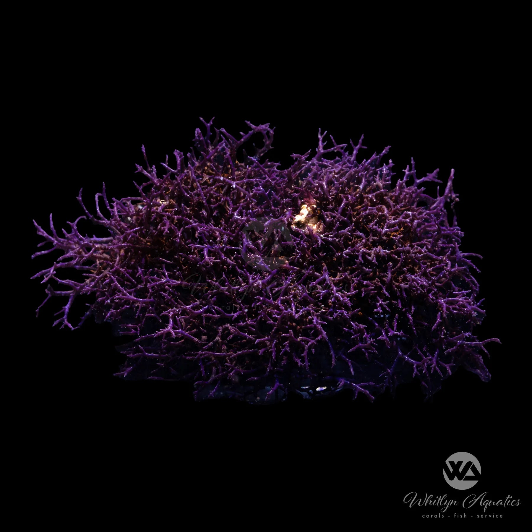 Premium Blue Hypnea Macroalgae Frag - 1