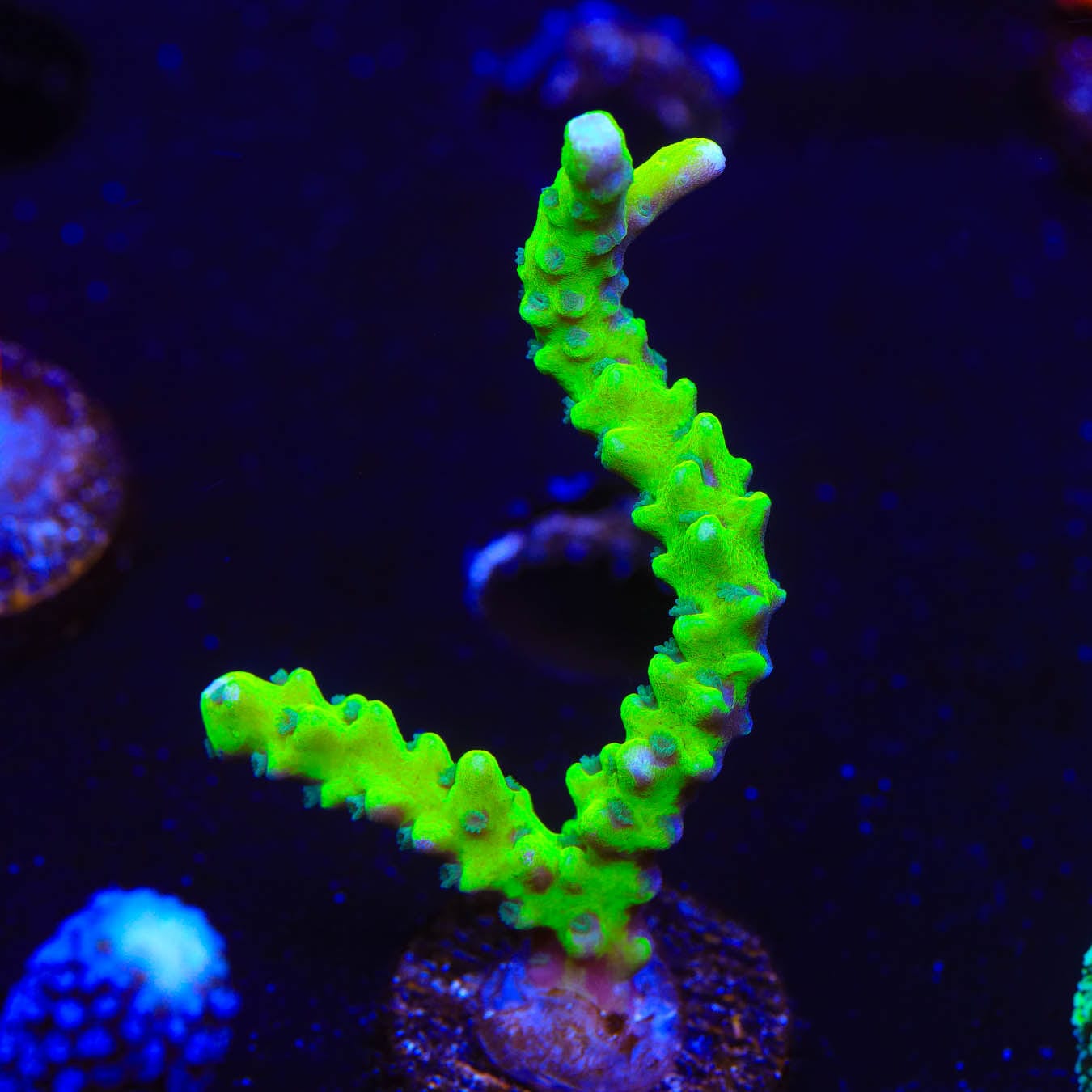Premium CB The Thing Anacropora Coral for Saltwater Aquariums – Vibrant Live Coral for Reef Tanks, Nano Tanks & Marine Displays