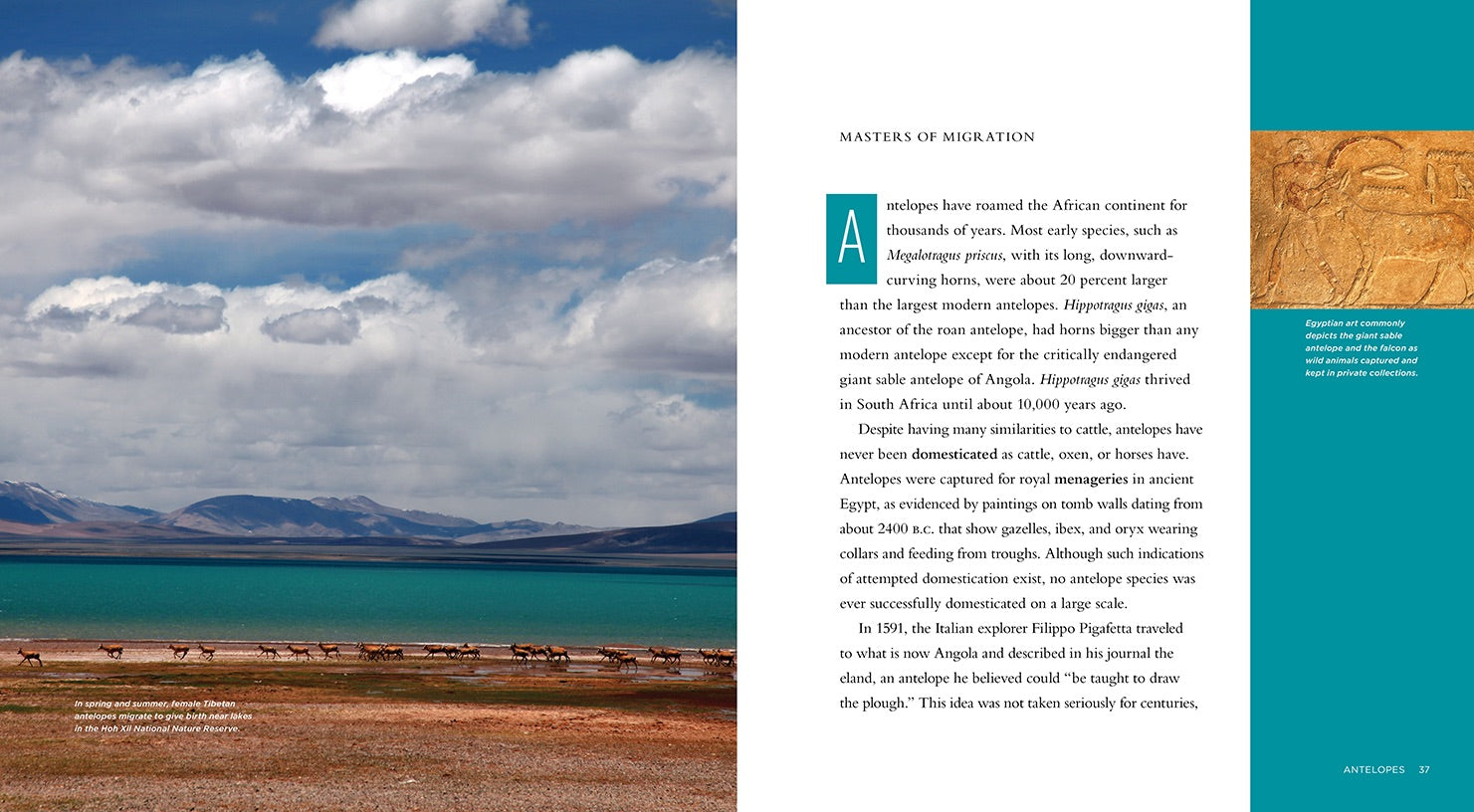 Antelopes: A Comprehensive Guide - ISBN 9781608182848 | Perfect for Wildlife Enthusiasts & Nature Lovers