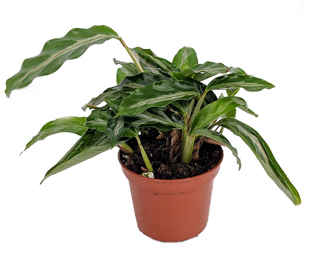 Mini Prayer Plant - Calathea Gay Feather - World's Smallest Prayer Plant - 2.5