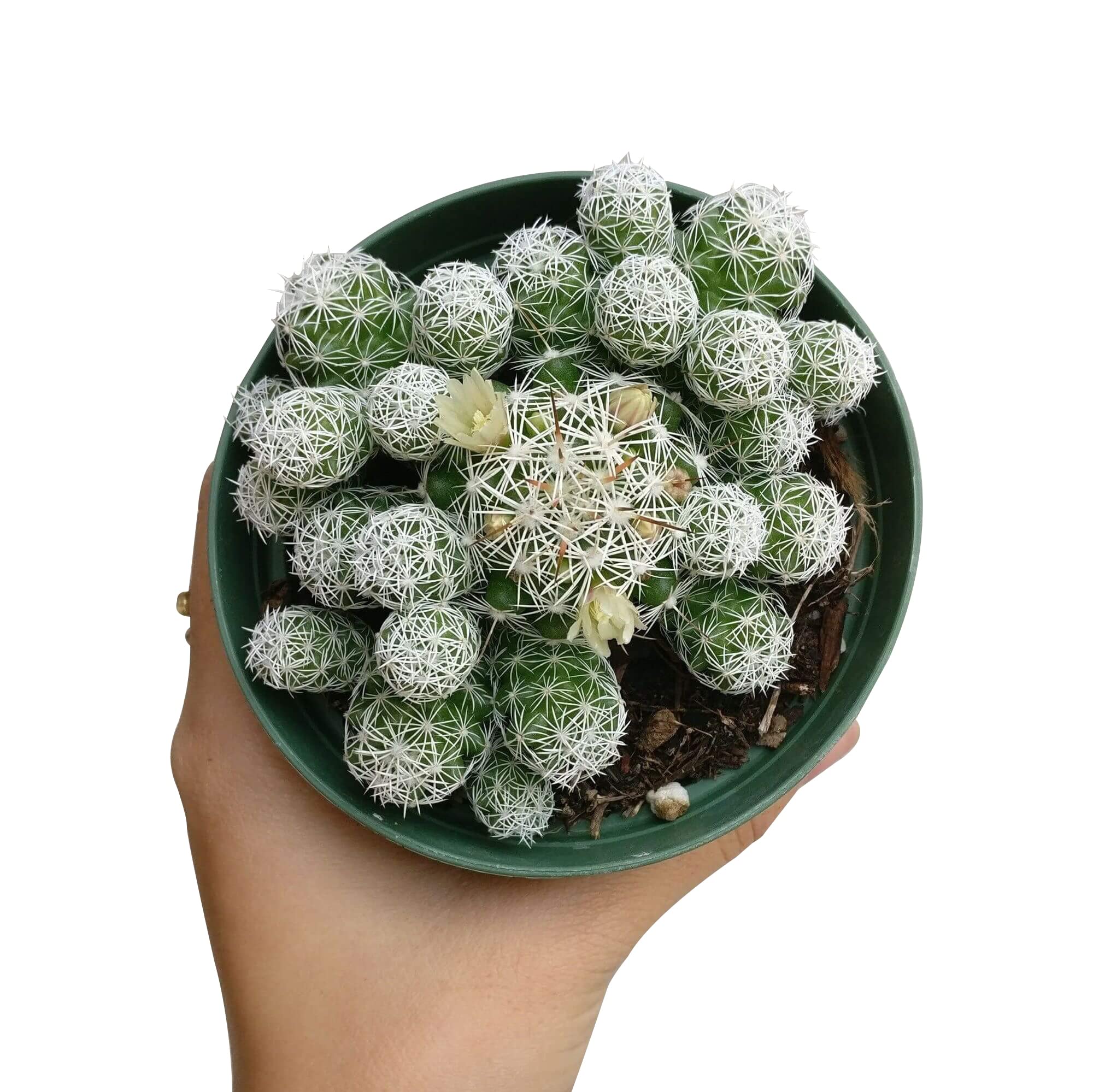 Live Cactus Plants Collection - Rare Thimble Cactus Mammillaria (2'' with Clay Pot) | Unique Succulents Gift Set for Home & Office Decor, Wedding Favors, Housewarming Gifts