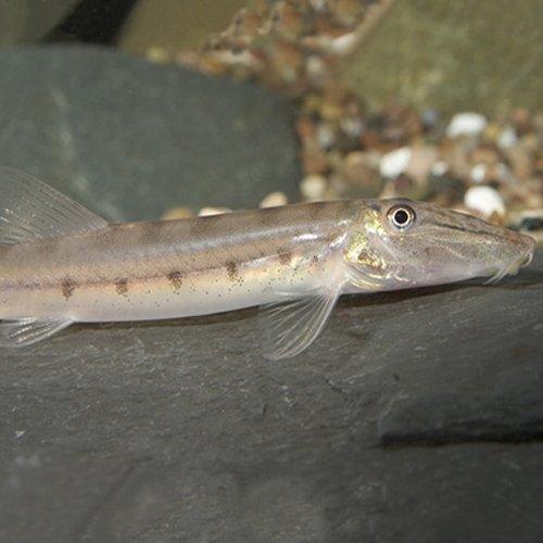 Premium Horse Face Loach (Acantopsis dialuzona) - Live Freshwater Aquarium Fish for Tropical Tanks & Aquatic Habitats