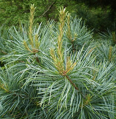 Premium Korean Pine Tree (Pinus koraiensis) - 2 Year Old Live Plant for Pine Nut Production | Perfect for Home Gardens, Landscaping & Sustainable Farming