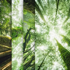 Amazon Rainforest