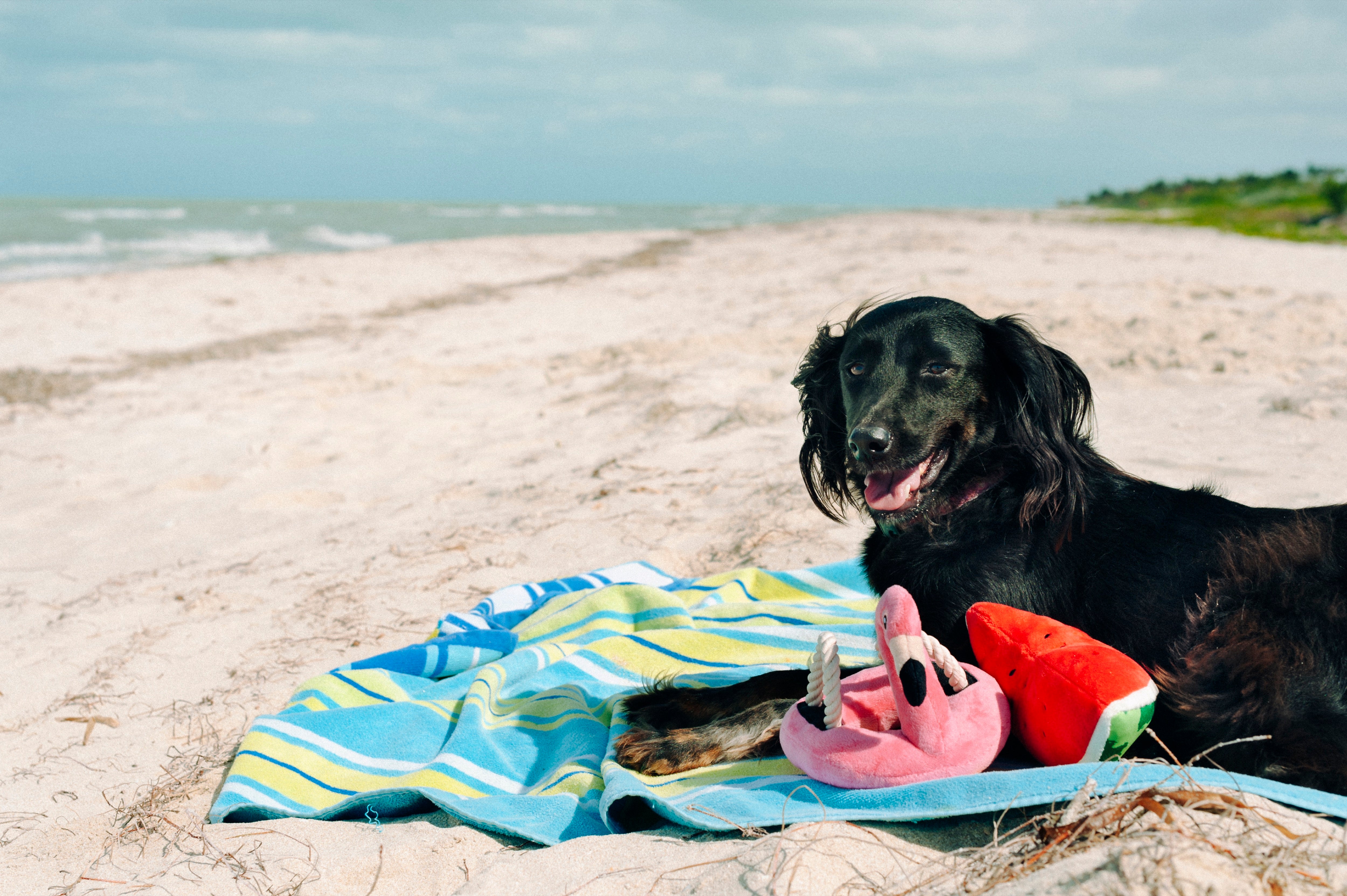 Tropical Paradise™ Watermelon Dog Plush Toy - Durable & Fun Chew Toy for Small & Large Dogs | Perfect for Playtime, Training & Cuddling | Pet P.L.A.Y.