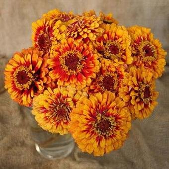 Zinnia Macarenia Gold-Red Flower Seeds - Pack of 20 Seeds for Vibrant Garden Borders, Cut Flower Arrangements & Pollinator Gardens
