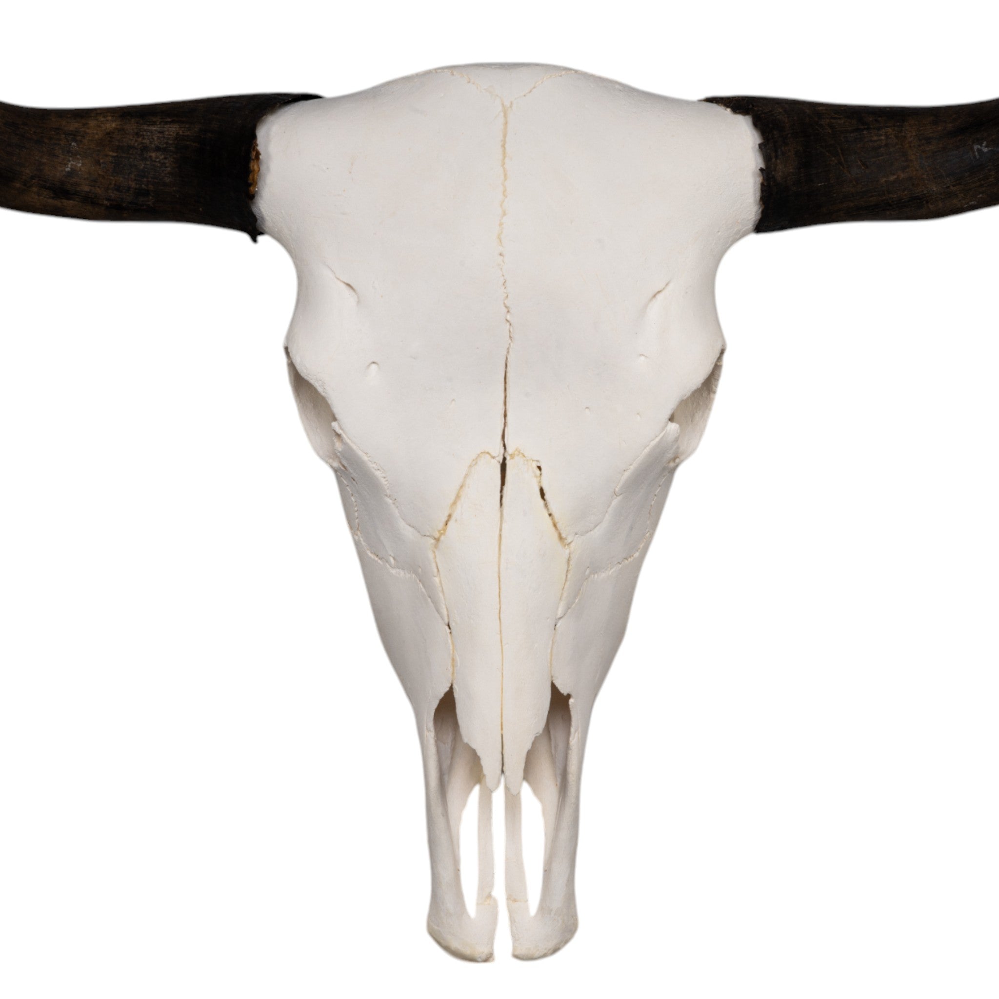 Authentic Domestic Yak Skull - Natural Bone Decor for Home & Office - Perfect for Gothic Decor, Taxidermy, and Unique Wall Art Displays