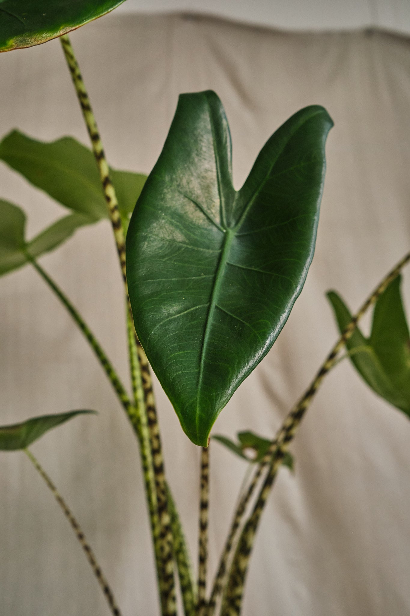 Alocasia Zebrina - Rare Tropical Houseplant with Striking Zebra-Striped Stems | Perfect for Indoor Gardens, Home Decor & Plant Lovers