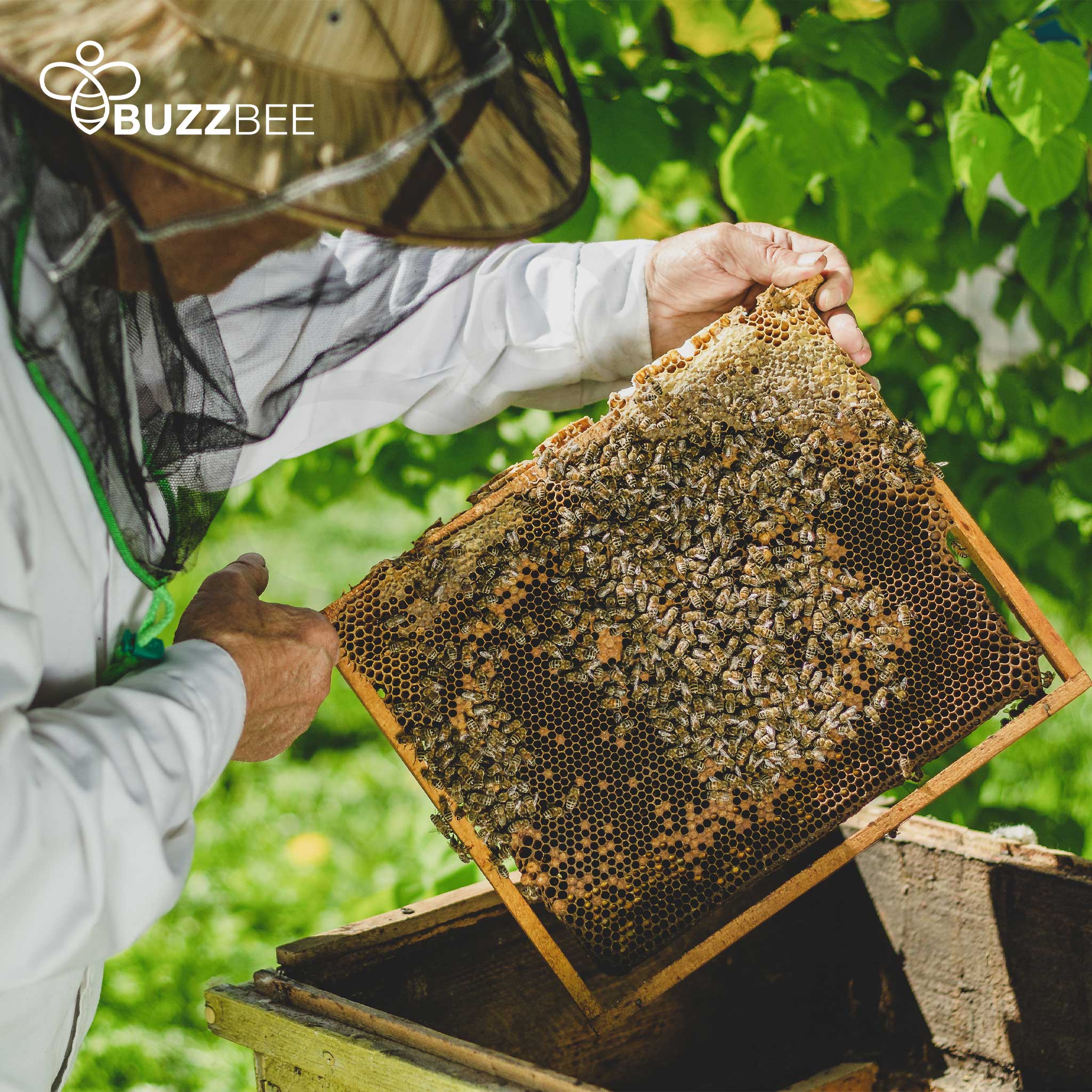 Live Honey Bees for Sale - DIY Beekeeping Starter Kit | Perfect for Backyard Hives, Pollination & Honey Production