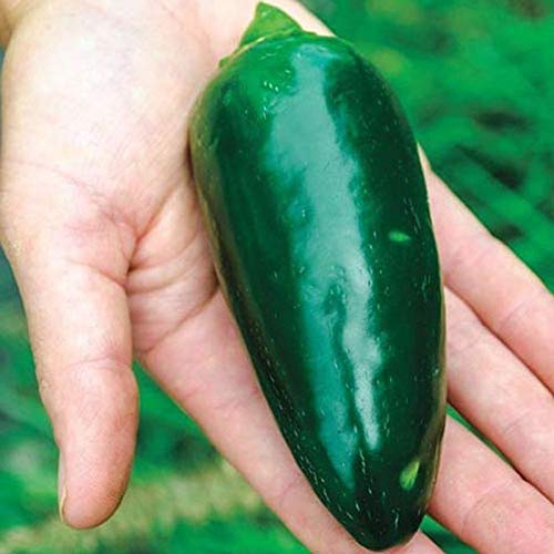 Jalapeno Goliath Hybrid Pepper Seeds - 50 Count for Grilling and Stuffing - Perfect for Home Gardens, Salsas, and Mexican Cuisine