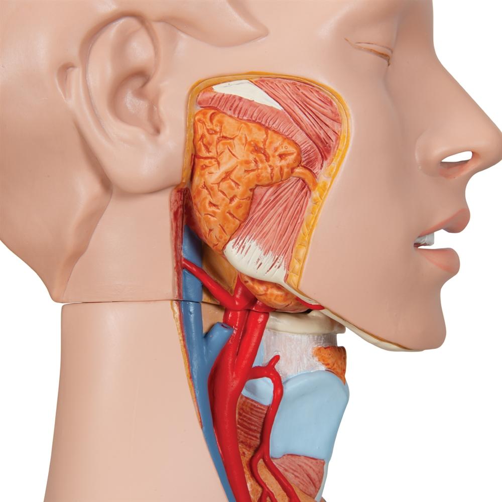 Premium Dual-Gender Human Torso Model - 24-Part Anatomical Study Kit for Medical Students & Educators | Perfect for Classroom, Lab & Home Learning