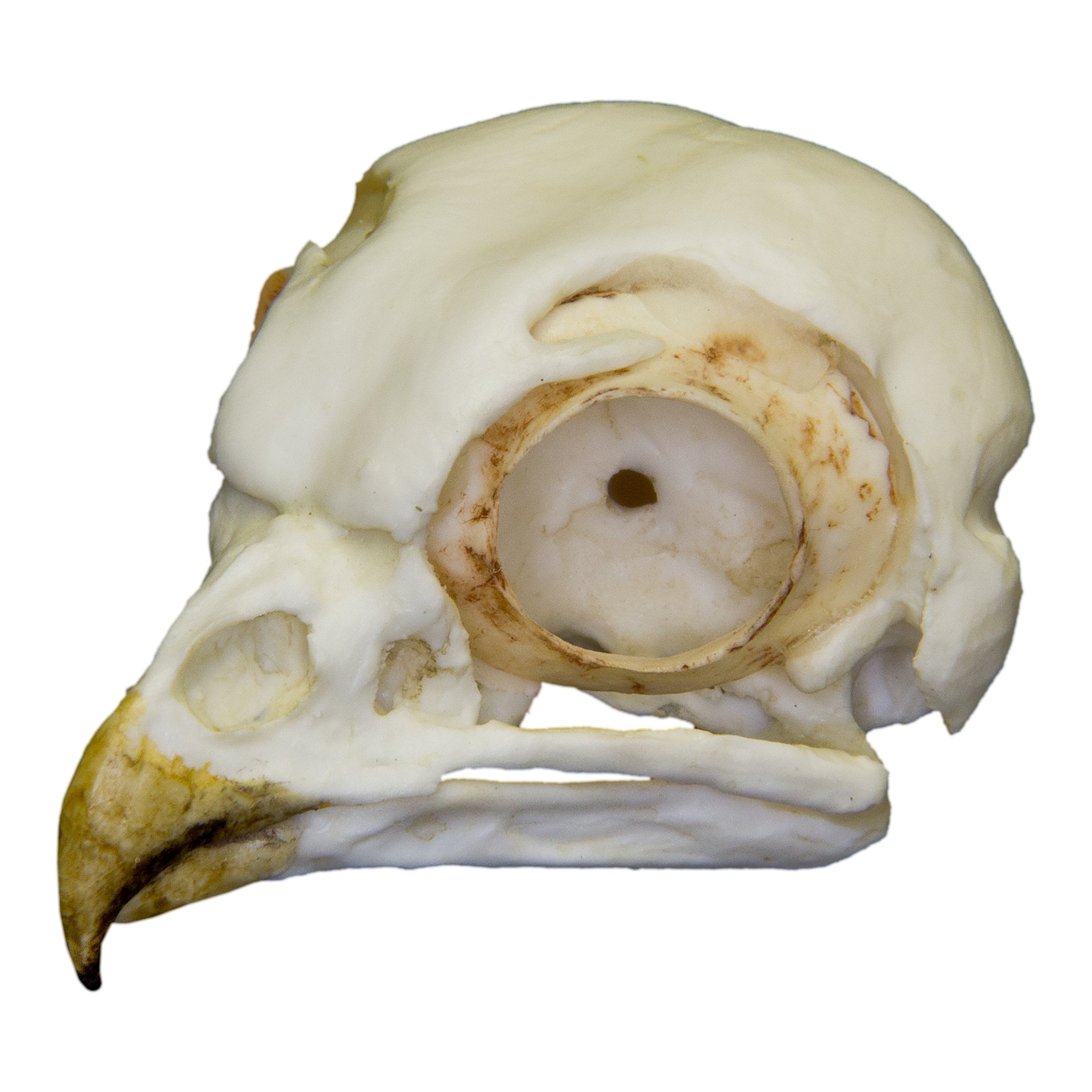 Authentic Replica Burrowing Owl Skull - Lifelike Detailed Animal Skull Model for Home Decor, Science Education & Halloween Props