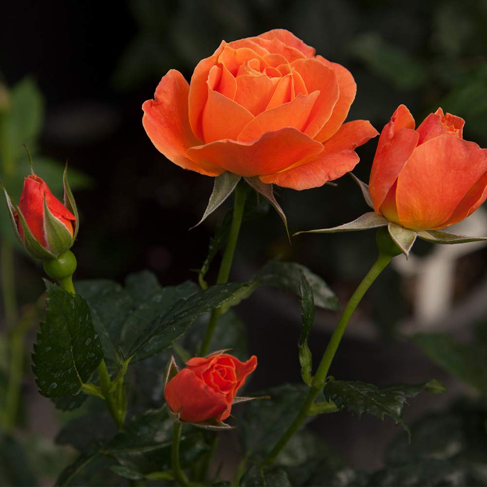 Livin' Easy Orange Rose Bush - Heirloom Roses English Legend Live Plant for Outdoor Garden Planting | Perfect for Landscaping, Patio Decor & Wedding Bouquets