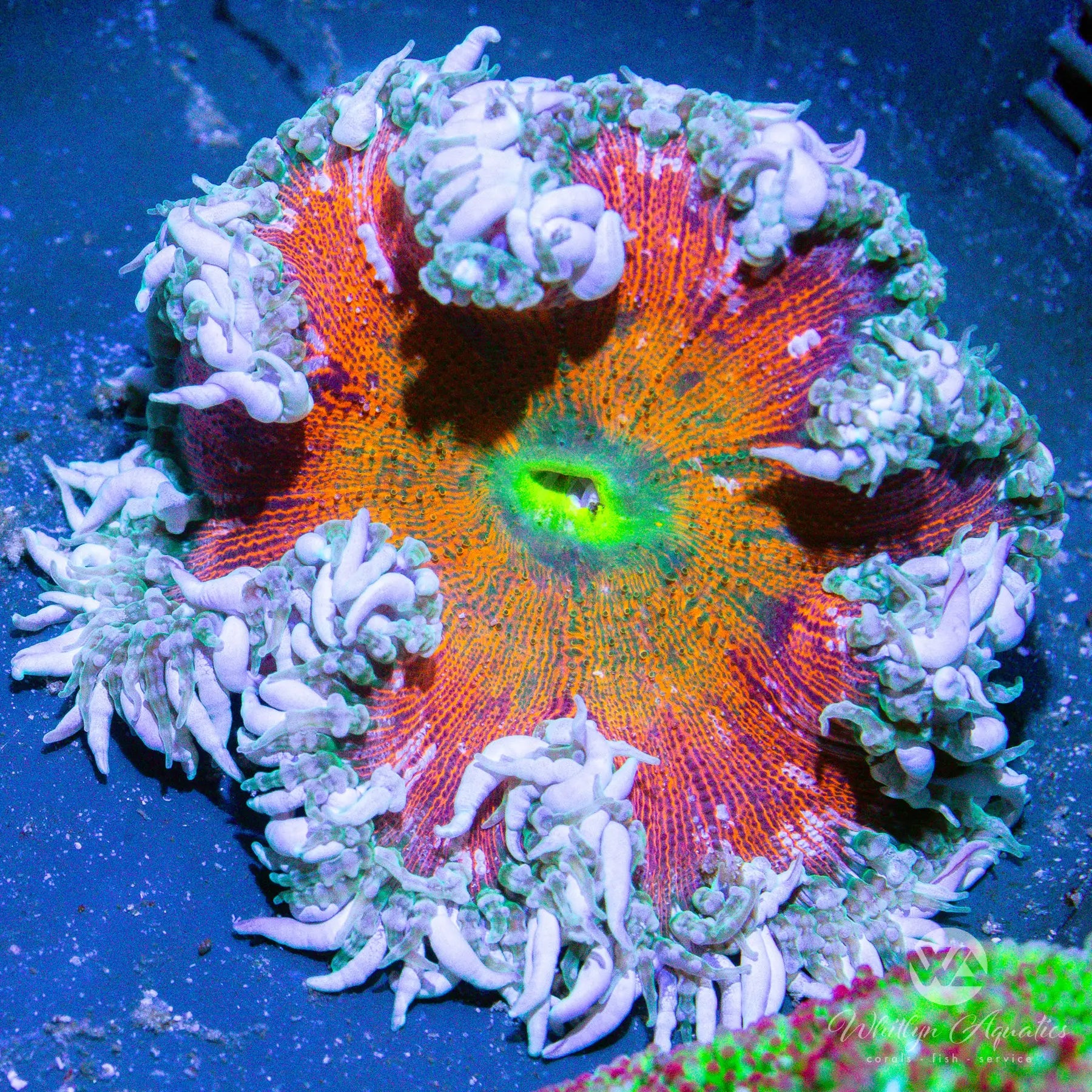 A11 Rock Flower Anemone Coral - Premium WYSIWYG Live Saltwater Aquarium Coral for Reef Tanks & Nano Tanks - Perfect for Marine Aquascaping and Coral Propagation