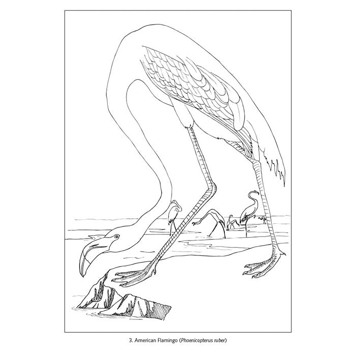 John James Audubon Birds Coloring Book for Adults - Beautiful Bird Illustrations & Relaxing Nature Scenes | Perfect for Stress Relief, Art Therapy & Bird Lovers