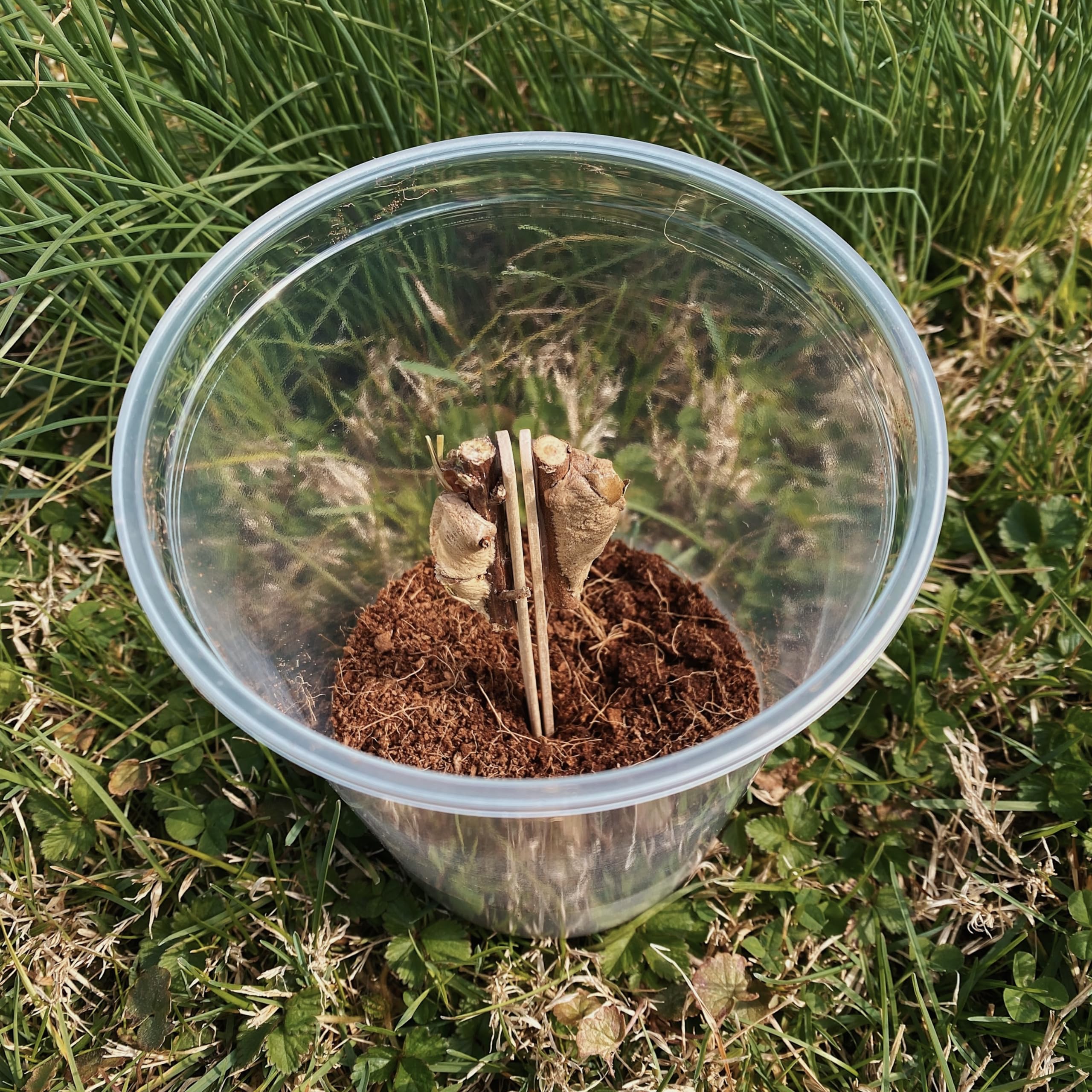 Carolina Mantis Egg Hatching Kit - 2 Fresh Praying Mantis Egg Cases for Garden Pest Control | Perfect for Organic Gardening & Natural Insect Control