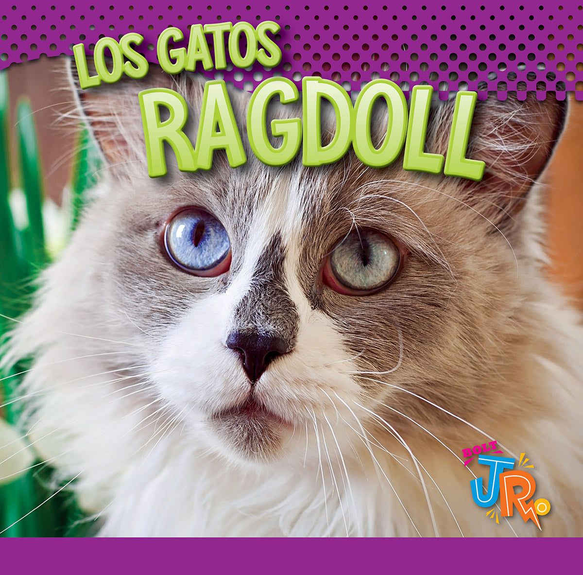 Ragdoll Cat - Adorable Blue-Eyed Fluffy Companion for Families & Pet Lovers | Perfect Indoor Playmate & Cuddly Friend