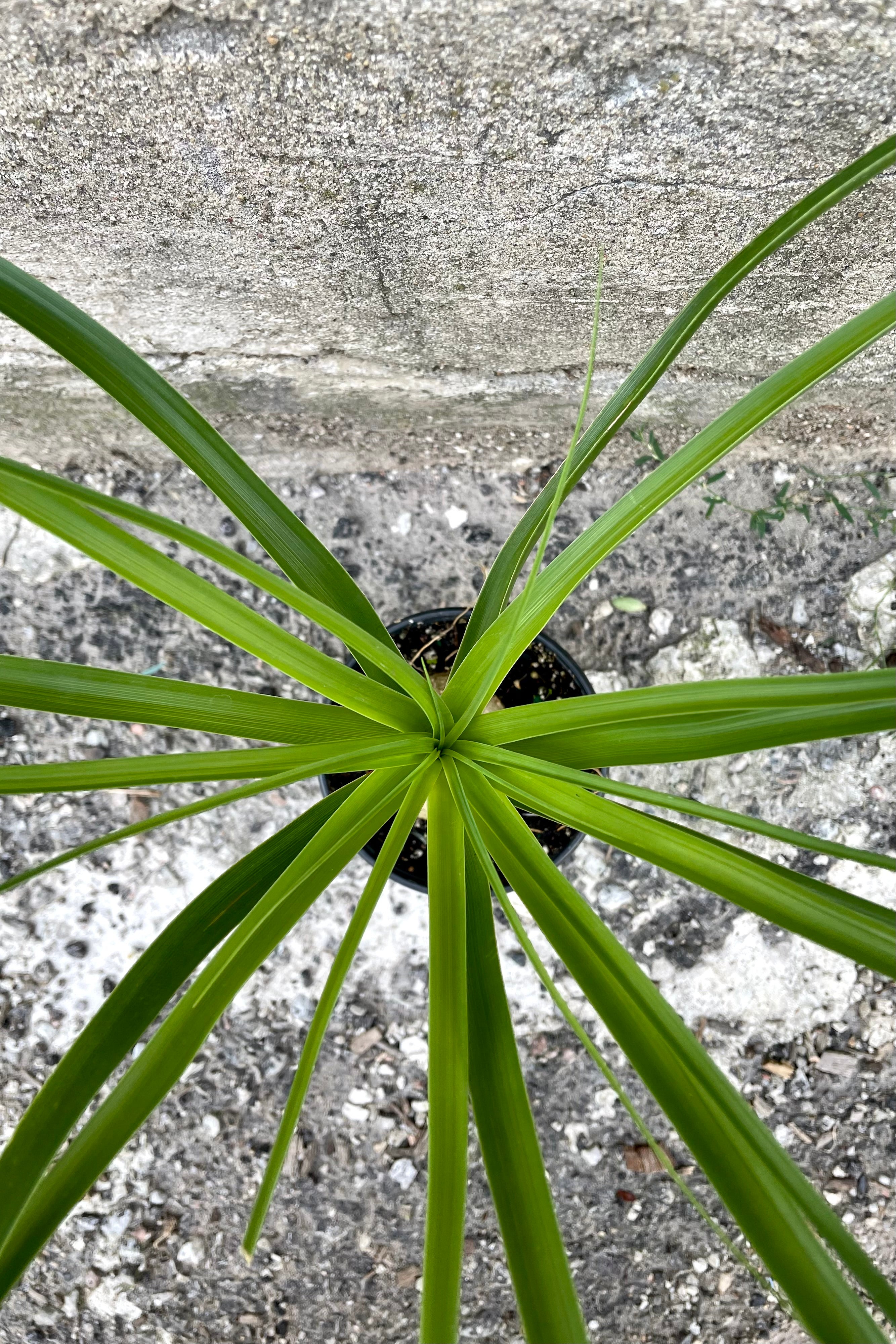 Beaucarnea Recurvata Ponytail Palm - 4 Inch Indoor Plant for Home & Office Decor | Low Maintenance Houseplant for Living Room, Bedroom, or Desk