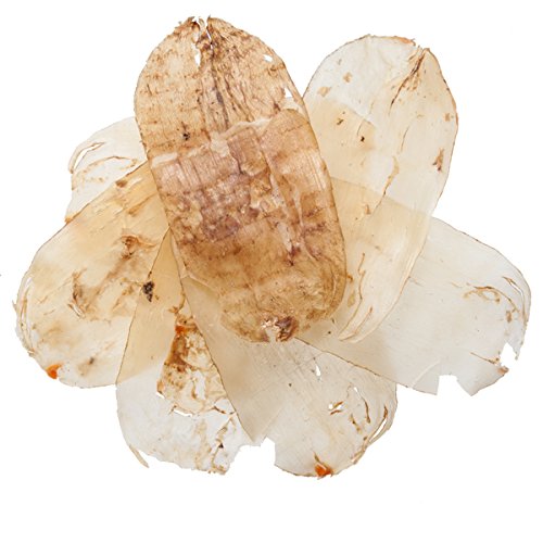 Organic Gastrodia Elata Rhizome (Tian Ma) - Premium Chinese Herbal Medicine for Neurasthenia, Hypertension & Pain Relief - 1 lb by Plum Dragon Herbs - Supports Brain Health & Stress Management