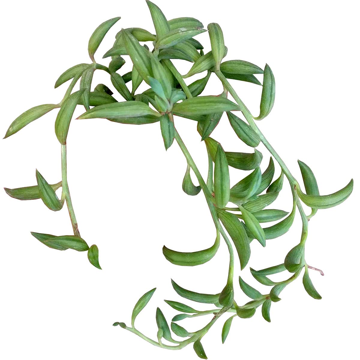 6 Inch String of Bananas Succulent Plant - Live Hanging Succulents for Home Decor, Office Desk, or Garden Arrangements