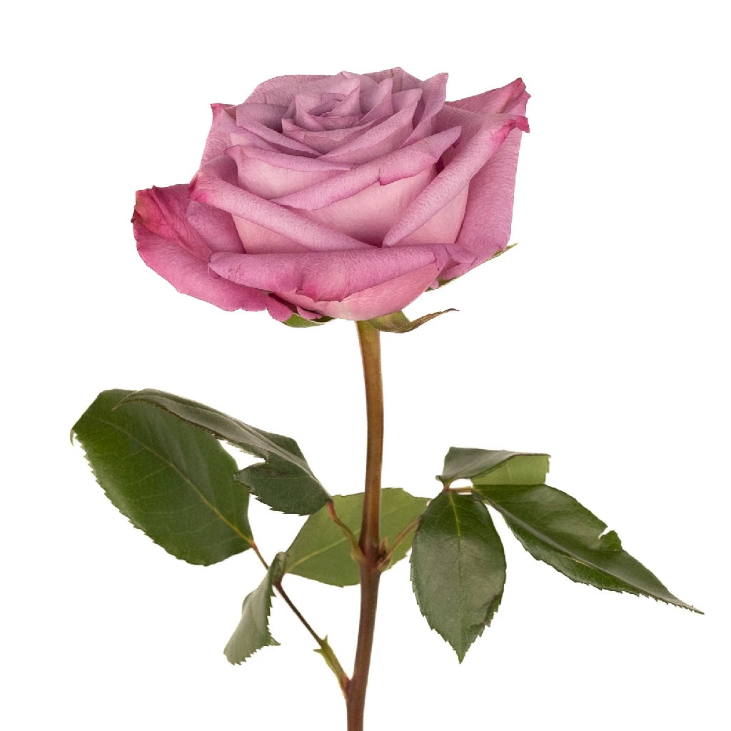 Antique Mauve Fresh Cut Roses - Premium Long Stem Roses for Weddings, Anniversaries, and Home Decor | Perfect for Bouquets, Centerpieces, and Romantic Gifts