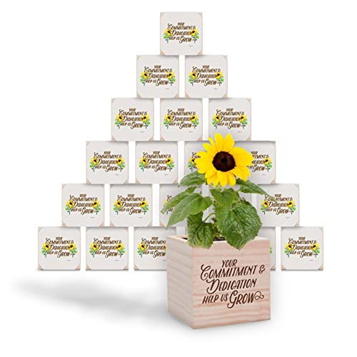 100 Pack Sunflower